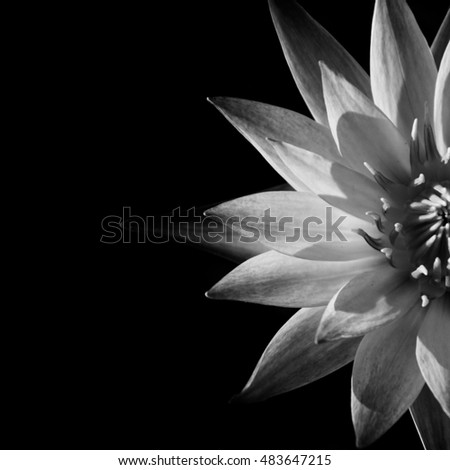 pattern of the water lily flower in half piece isolated on black background as low key picture (grayscale picture)