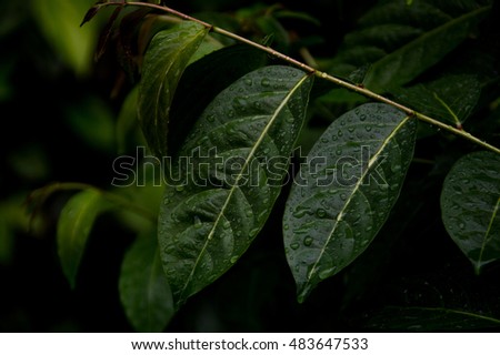 pattern of dark tree foliage with dew drops on it in selective focus as low key picture
