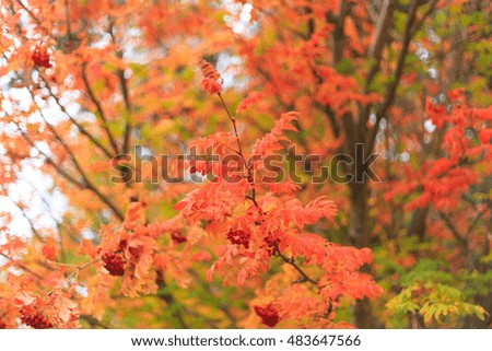 Abstract of red leaves ,leaf in Autumn, beautiful vivid nature