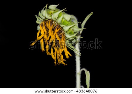 withered sunflower isolated on black background using flash as low key picture