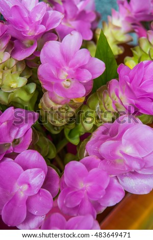 Siam tulip or Zingiberaceae on sale stand, Thailand