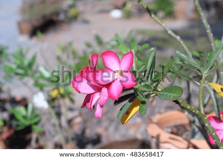 Desert Rose; Impala Lily; Mock Azalea is the name of a species of colorful flowers. Wood is easy to grow More resistant to drought