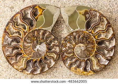 Spiral Ammonite fossil on sand closeup background