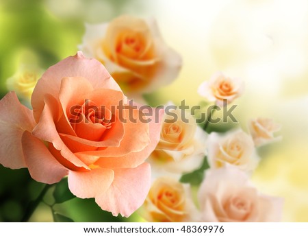 blossom pink roses