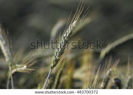 Wheat filed