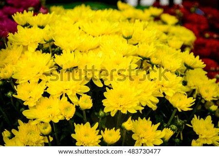 yellow chrysanthemum in autumn.  chrysanthemum is always the symbol of autumn in China.
