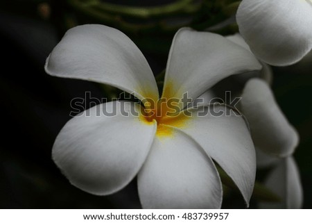 Selective focus, Fresh frangipani flowers.