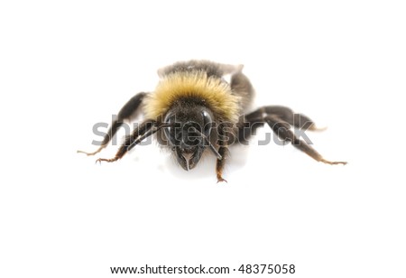 front view of bumblebee macro on white background