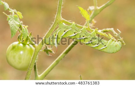Tobacco hornworm moth caterpillar on a tomato plant