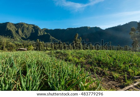 Onion or spring onion or scallion plantation in the vegetable garden with the morning sunlight planted in the mountainous area of Indonesia.  Picture have lens flare due to direct sunlight exposure 