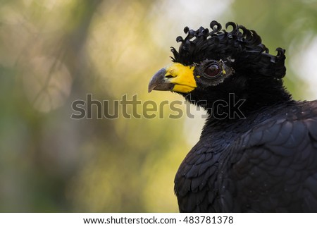 Big black bird with yellow beak