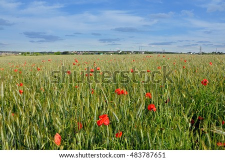 A field of blossoming red poppies and cereals in perspective against the cloudy sky in summer.