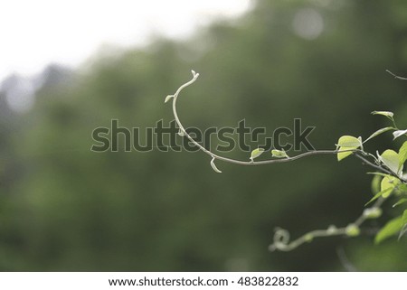 vine leaves