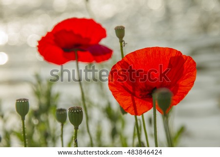 Two red poppy flowers and green buds on stems