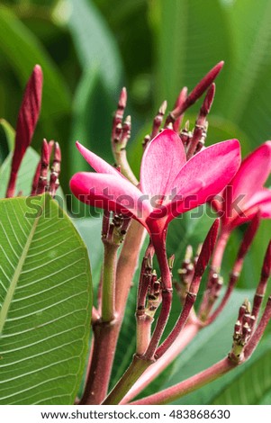 Close up of pink Frangipani flowers, Thailand