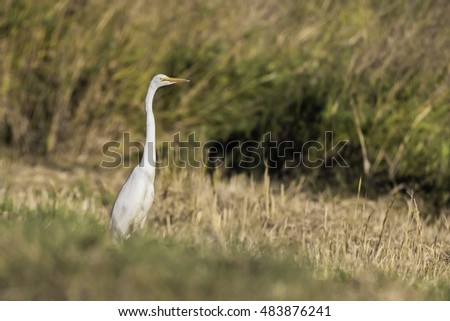 White-naped crane standing in grass on shore of lake