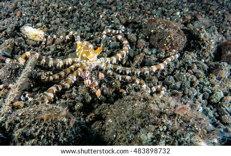 Wonderpus octopus Wunderpus photogenicus octopus special Small animals beautiful