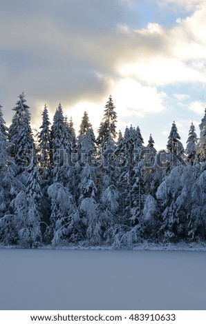 Snowy frozen forest around the lake