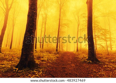 Orange fog into the forest
