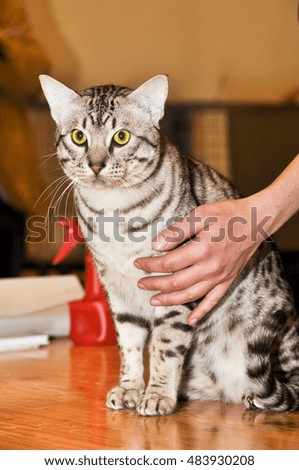 Egyptian Mau breed cat with green eyes