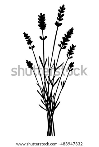 Bunch of lavender flowers - black silhouette - vector