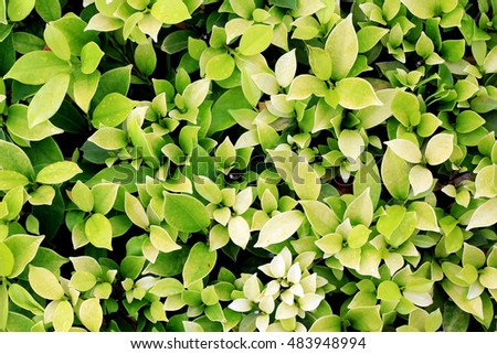 green leaf image pattern background wallpaper Stock Photo