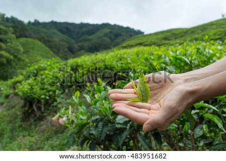 Female hands holding young tea plant. Ecology concept.Tea plantation in Cameron highlands,mountain hills,Malaysia