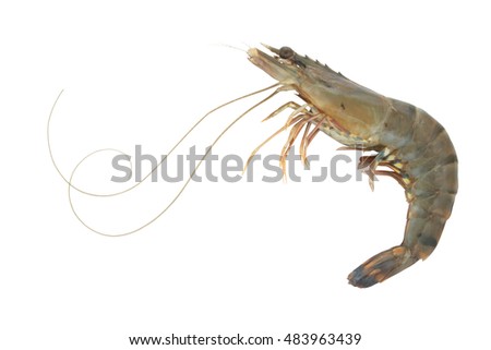 Raw fresh tiger shrimp isolated on white with room for text, seafood concept