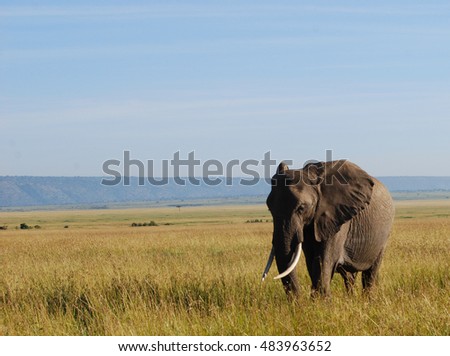 Lone male elephant in the Masai Mara, Kenya