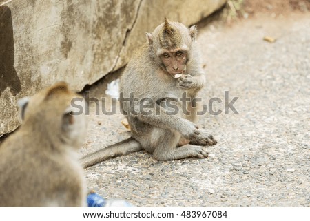 The monkey eats stolen food from tourists at the temple of Uluwatu on the island of Bali, Indonesia