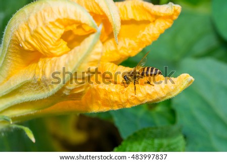 Macro of a honeybee collecting nectar on golden pumpkin flower.