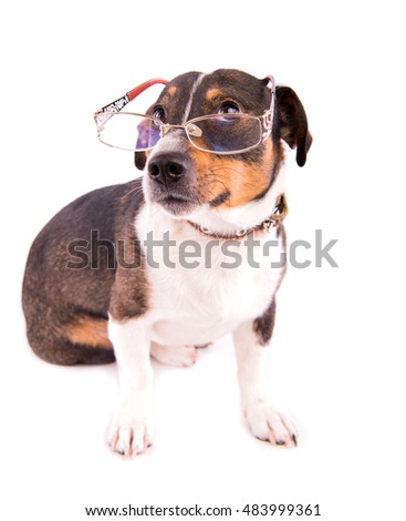 Jack Russell Terrier with glasses on a white background