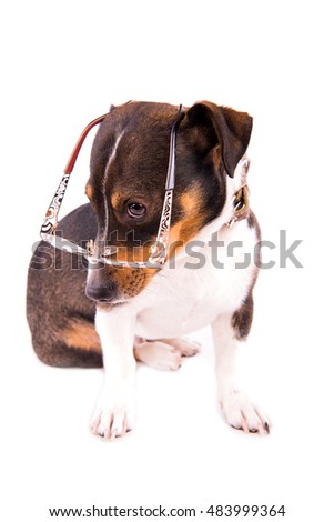 Jack Russell Terrier with glasses on a white background