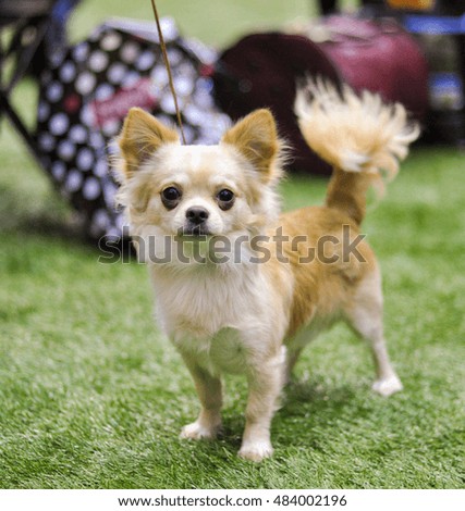 fluffy Chihuahua dog
