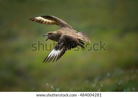 Great Skua, Catharacta skua, territorial, seabird, flying with outstretched wings and opened beak, trying to chase away an intruder. Close up photo, moorlands of Runde, action scene. Summer, Norway. 