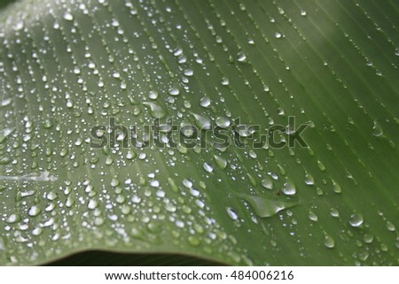 selective focus banana leaf with water dropping and blur rice flied background. use for background and place text over.