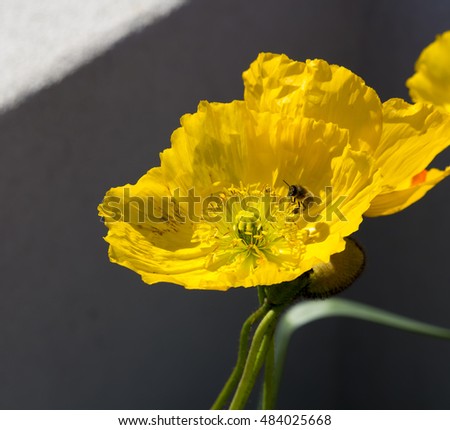 Dazzling  bright yellow  poppies  flowering plants in the subfamily Papaveroideae  family Papaveraceae colorful single  herbaceous plant,  flowering in spring are a  charming and decorative plant.