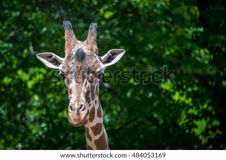 Giraffe Headshot 