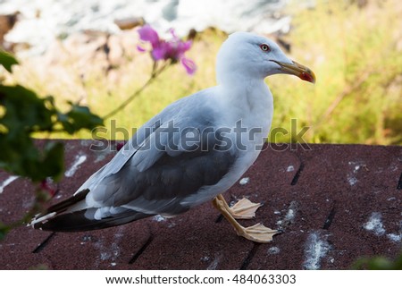 The European herring gull (Larus argentatus), a large grey and white bird with red outline around eyes, standing on the roof in town Sozopol, Bulgaria, on soft natural background