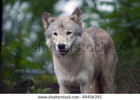 Closeup picture of a gray wolf in its natural habitat