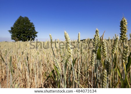   Agricultural field on which grow up ripe and yellowed cereals wheat, Belarus,   small depth of field