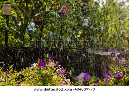 petunia flowers with sprinkler spraying water