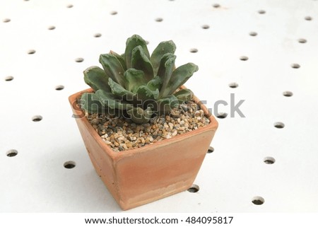 small succulent in the clay pot