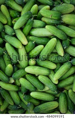 Pile of fresh cucumber vegetables  herbs food Thailand picture in the frame horizontally
