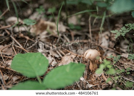 close-up of the mushroom growing in the forest