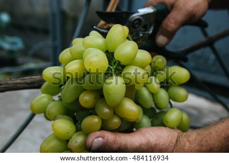 Hands holding and cutting grape from the plant