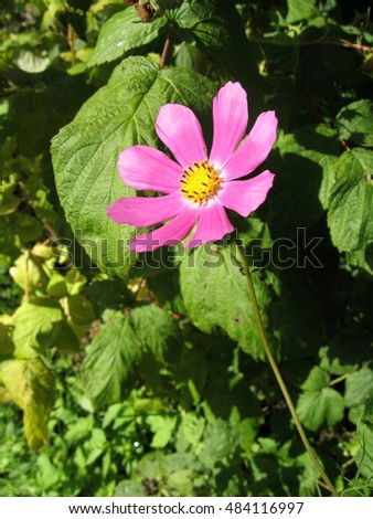 Pink kosmeya in the garden on a colorful floral background. Photos for your design.
