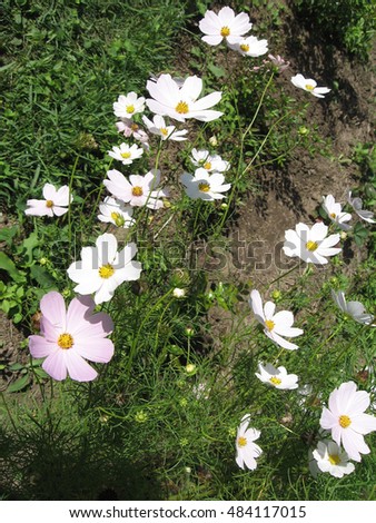 White kosmeya in the garden on a colorful floral background. Photos for your design.
