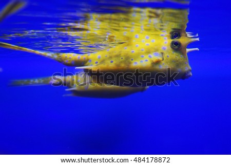 Exotic marine life fish cow                        