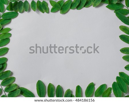 Place the leaves on a crisp white paper